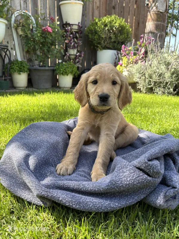Golden, a female Golden Retriever for sale in Moreno Valley, CA – Photo 1 of 1
