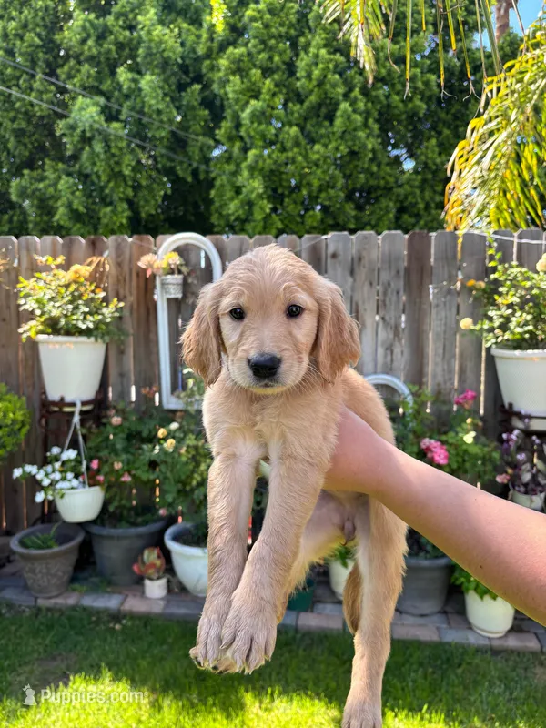 Golden Retriever  – Golden Retriever puppy for sale in Moreno Valley, CA