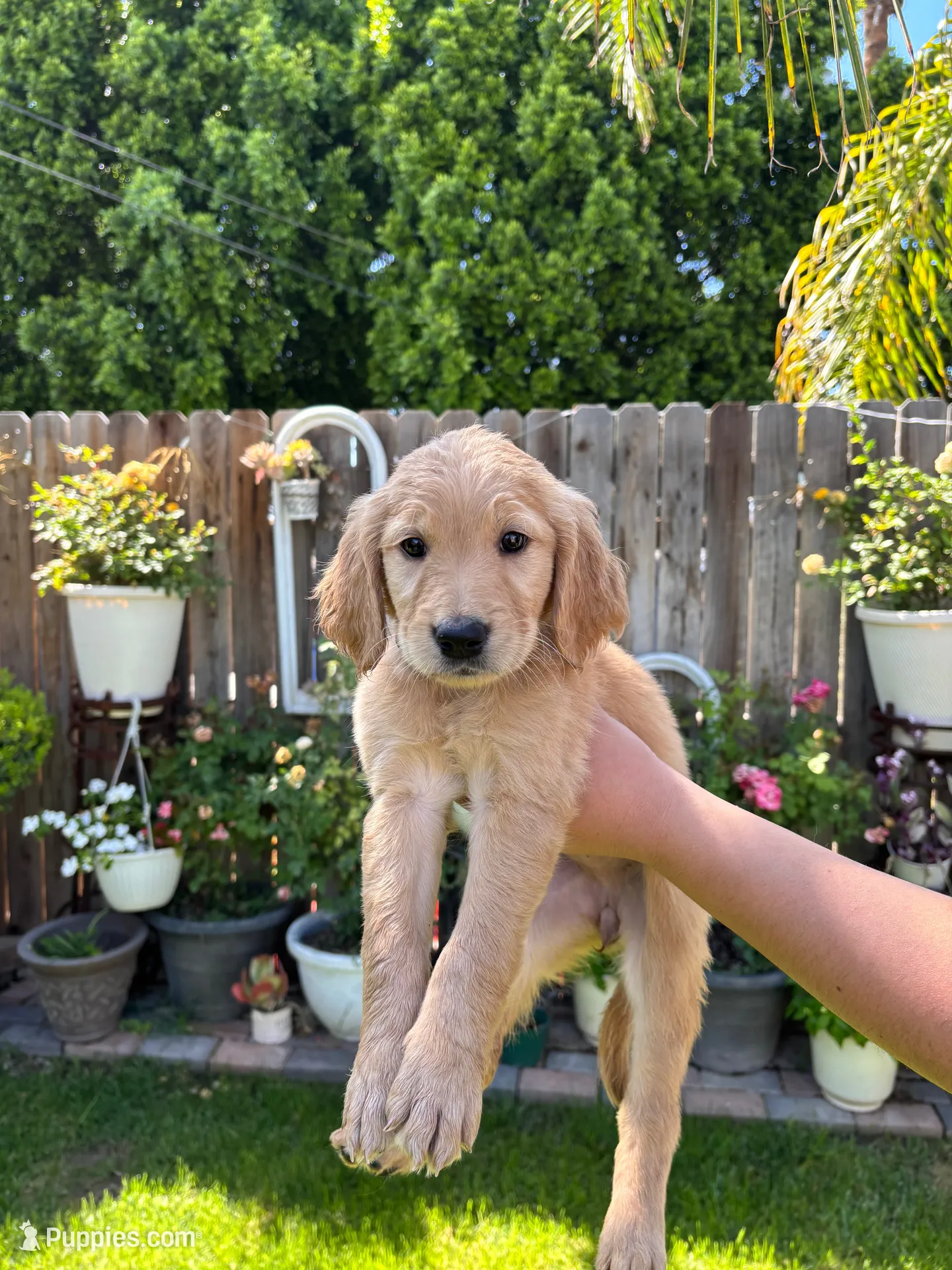 Golden Retriever , a male Golden Retriever for sale in Moreno Valley, CA – 1 of 2