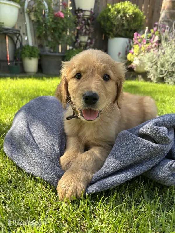 Golden Retriever  – Golden Retriever puppy for sale in Moreno Valley, CA