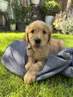 Golden Retriever , a male Golden Retriever for sale in Moreno Valley, CA – 1 of 1