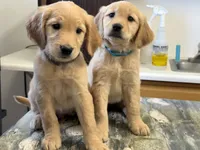 Golden Retriever , a male Golden Retriever for sale in Moreno Valley, CA – 2 of 2