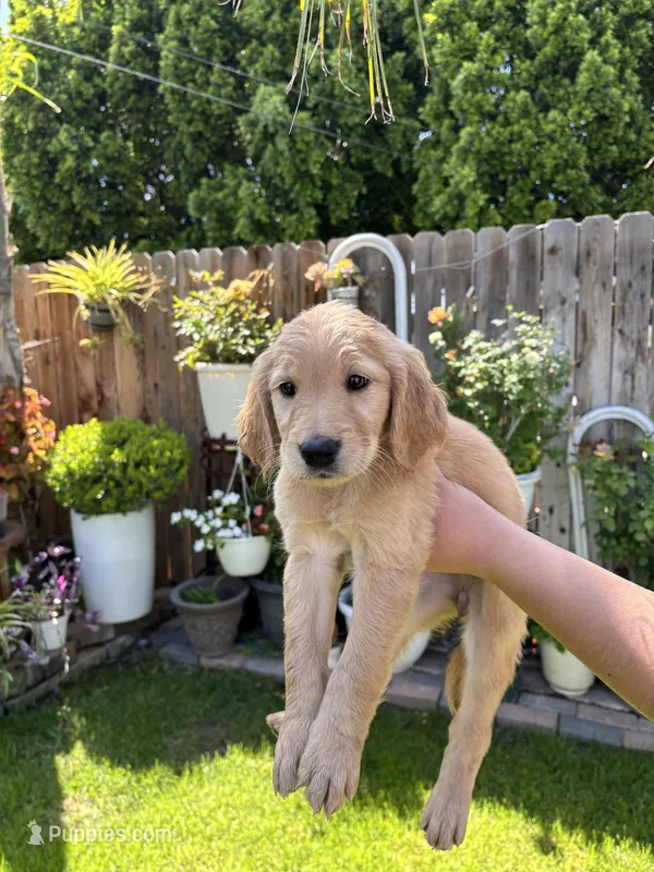 Teal, a female Golden Retriever for sale in Moreno Valley, CA – 1 of 1