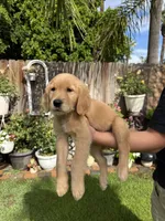 Bluey, a male Golden Retriever for sale in Moreno Valley, CA – 1 of 2