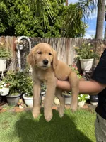 Bluey, a male Golden Retriever for sale in Moreno Valley, CA – 2 of 2