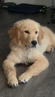 Honey, a female English Cream Golden Retriever for sale in Wytheville, VA – 2 of 5