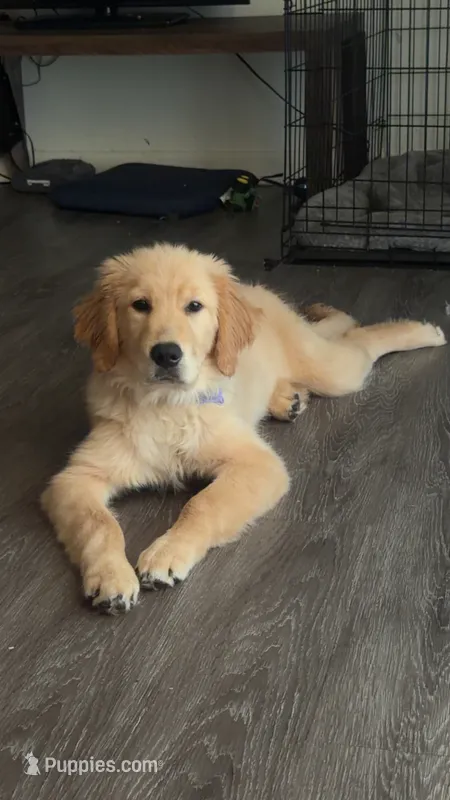 Honey – English Cream Golden Retriever puppy for sale in Wytheville, VA