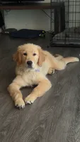 Honey, a female English Cream Golden Retriever for sale in Wytheville, VA – 1 of 5