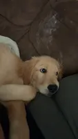 Honey, a female English Cream Golden Retriever for sale in Wytheville, VA – 4 of 5