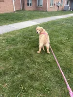 Honey, a female English Cream Golden Retriever for sale in Wytheville, VA – 5 of 5