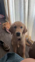 Honey, a female English Cream Golden Retriever for sale in Wytheville, VA – 3 of 5