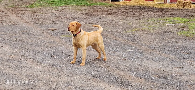 Gunner – Labrador Retriever puppy for sale in Clyde, NY