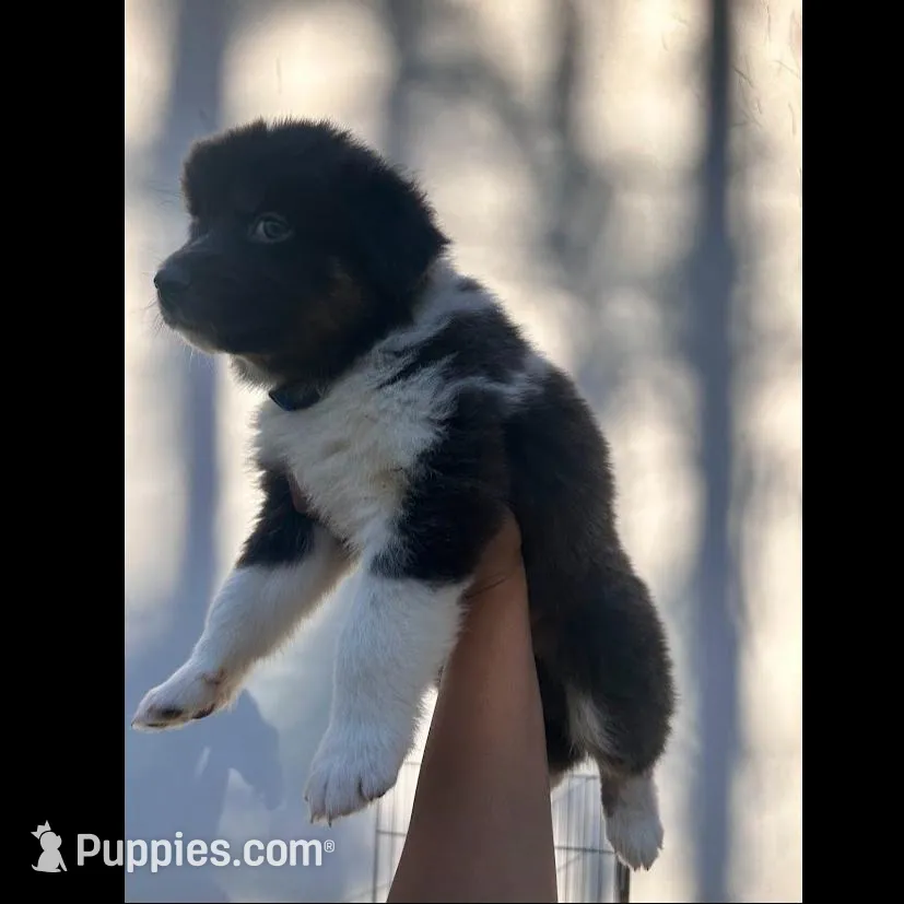 Delph, a male Australian Shepherd for sale in Tyler, TX – Photo 1 of 1
