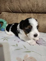 MISS COACO, a female Yorkshire Terrier and Shorkie for sale in Loveland, CO – 4 of 5