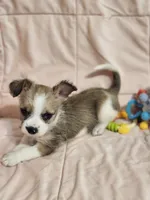 Autum, a female French Bulldog and Yorkshire Terrier for sale in Loveland, CO – 4 of 4
