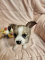 Autum, a female French Bulldog and Yorkshire Terrier for sale in Loveland, CO – 3 of 4