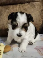 SIR DOMINOES , a male Yorkshire Terrier and Shorkie for sale in Loveland, CO – 6 of 6