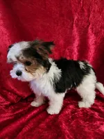 Toby, a male Yorkshire Terrier for sale in Loveland, CO – Photo 6 of 8
