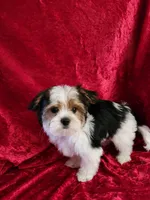 Toby, a male Yorkshire Terrier for sale in Loveland, CO – Photo 8 of 8