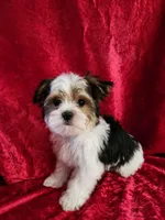 Toby, a male Yorkshire Terrier for sale in Loveland, CO – Photo 2 of 8