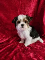 Toby, a male Yorkshire Terrier for sale in Loveland, CO – Photo 3 of 8