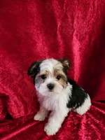 Toby, a male Yorkshire Terrier for sale in Loveland, CO – Photo 7 of 8
