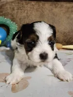 MISS COACO, a female Yorkshire Terrier and Shorkie for sale in Loveland, CO – 2 of 5