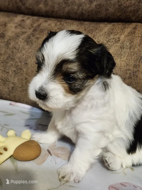 SIR DOMINOES  – Yorkshire Terrier, Shorkie puppy for sale in Loveland, CO
