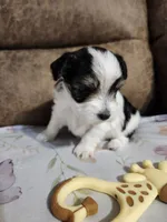 SIR DOMINOES , a male Yorkshire Terrier and Shorkie for sale in Loveland, CO – 4 of 6