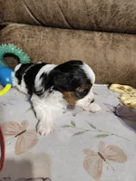MISS COACO, a female Yorkshire Terrier and Shorkie for sale in Loveland, CO – 5 of 5