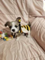 Autum, a female French Bulldog and Yorkshire Terrier for sale in Loveland, CO – 2 of 4