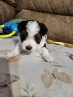 MISS COACO, a female Yorkshire Terrier and Shorkie for sale in Loveland, CO – 3 of 5