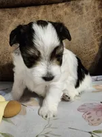 SIR DOMINOES , a male Yorkshire Terrier and Shorkie for sale in Loveland, CO – 2 of 6