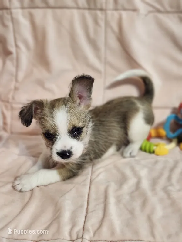 Autum – French Bulldog, Yorkshire Terrier puppy for sale in Loveland, CO