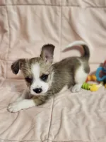 Autum, a female French Bulldog and Yorkshire Terrier for sale in Loveland, CO – 1 of 4