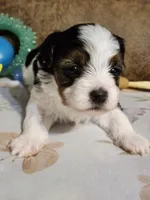 MISS COACO, a female Yorkshire Terrier and Shorkie for sale in Loveland, CO – 1 of 5