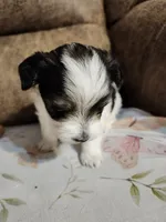 SIR DOMINOES , a male Yorkshire Terrier and Shorkie for sale in Loveland, CO – 3 of 6