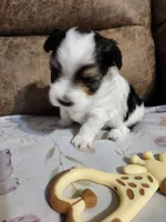 SIR DOMINOES , a male Yorkshire Terrier and Shorkie for sale in Loveland, CO – 5 of 6
