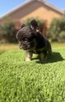 Clumsy, a male French Bulldog for sale in Lancaster, CA – 3 of 5