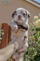 Hercules, a male English Bulldog for sale in Lancaster, CA – 2 of 5