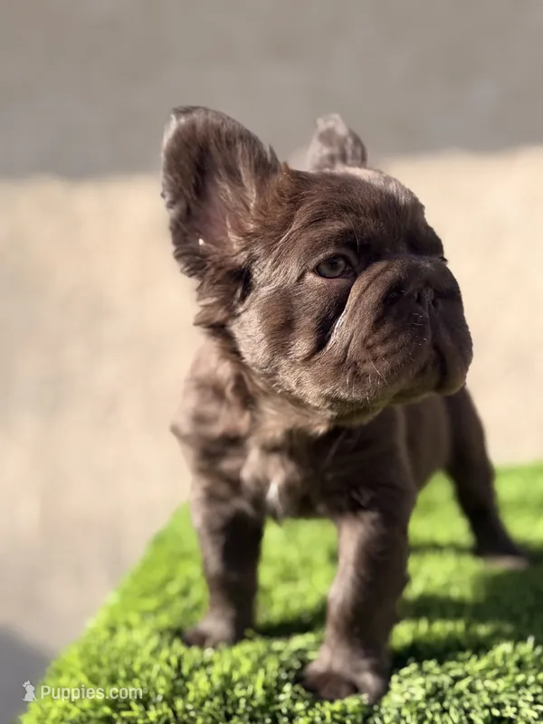 Diablo – French Bulldog puppy for sale in Lancaster, CA