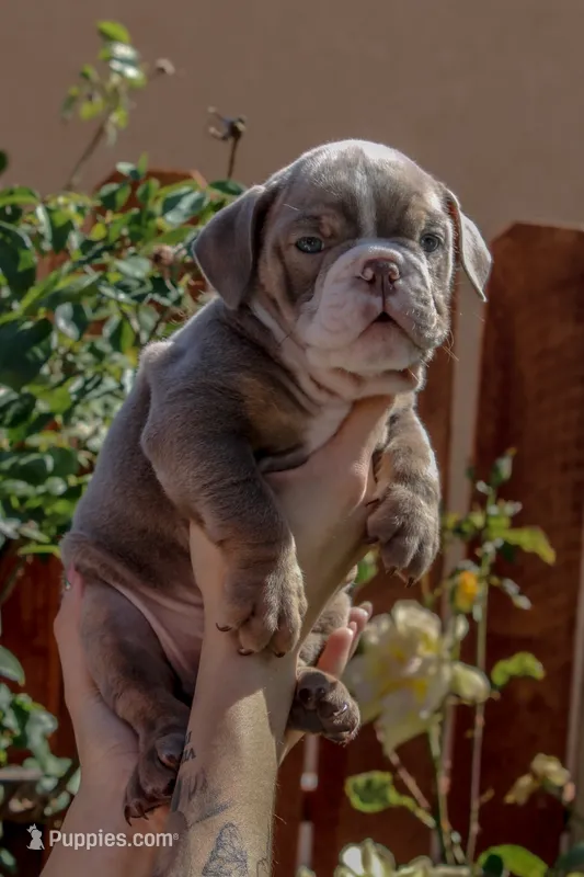 Graham Cracker – English Bulldog puppy for sale in Lancaster, CA