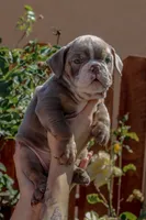 Graham Cracker, a female English Bulldog for sale in Lancaster, CA – 1 of 4