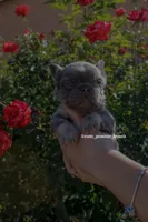 Little gremlin, a male French Bulldog for sale in Lancaster, CA – 2 of 6