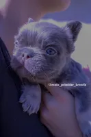 Little gremlin, a male French Bulldog for sale in Lancaster, CA – 4 of 6