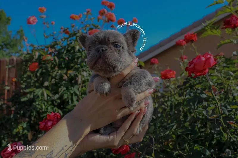 Little gremlin – French Bulldog puppy on hold in Lancaster, CA