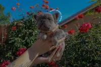 Little gremlin, a male French Bulldog for sale in Lancaster, CA – 1 of 6