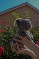 Little gremlin, a male French Bulldog for sale in Lancaster, CA – 3 of 6