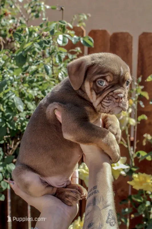 Maverick – English Bulldog puppy for sale in Lancaster, CA