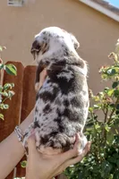 Hercules, a male English Bulldog for sale in Lancaster, CA – 4 of 5